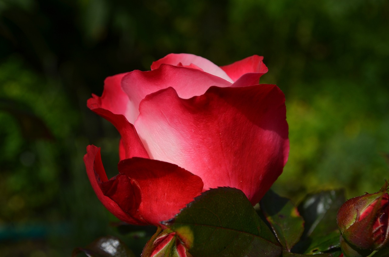 How to Create a Picture-Perfect Rose Garden